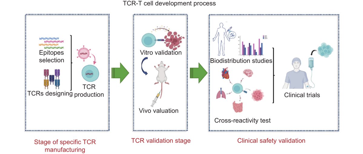 AgingResearchCN's tweet photo. Online now!✨Jiang, Liu, Cai et al introduce a series of emerging TCR-T-related technologies targeting cancer-testis antigens from various aspects, aiming to offer new strategies for the development of TCR-T cell therapy. #TCR-T #cancer-testis antigens
🔗https://t.co/vzaf2PpSFL https://t.co/rOHEN3DOSn