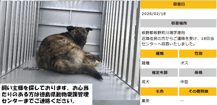 #徳島 #迷子犬
∇2/18収容　成犬♂黒茶　中型
板野郡板野町川端字原田　にて
∇飼い主さん、お心あたりある方、至急ご連絡を！
命にきちんと向き合い、守ってほしい　殺処分は廃止！
どうか命が守られますように　※クレームNG！
