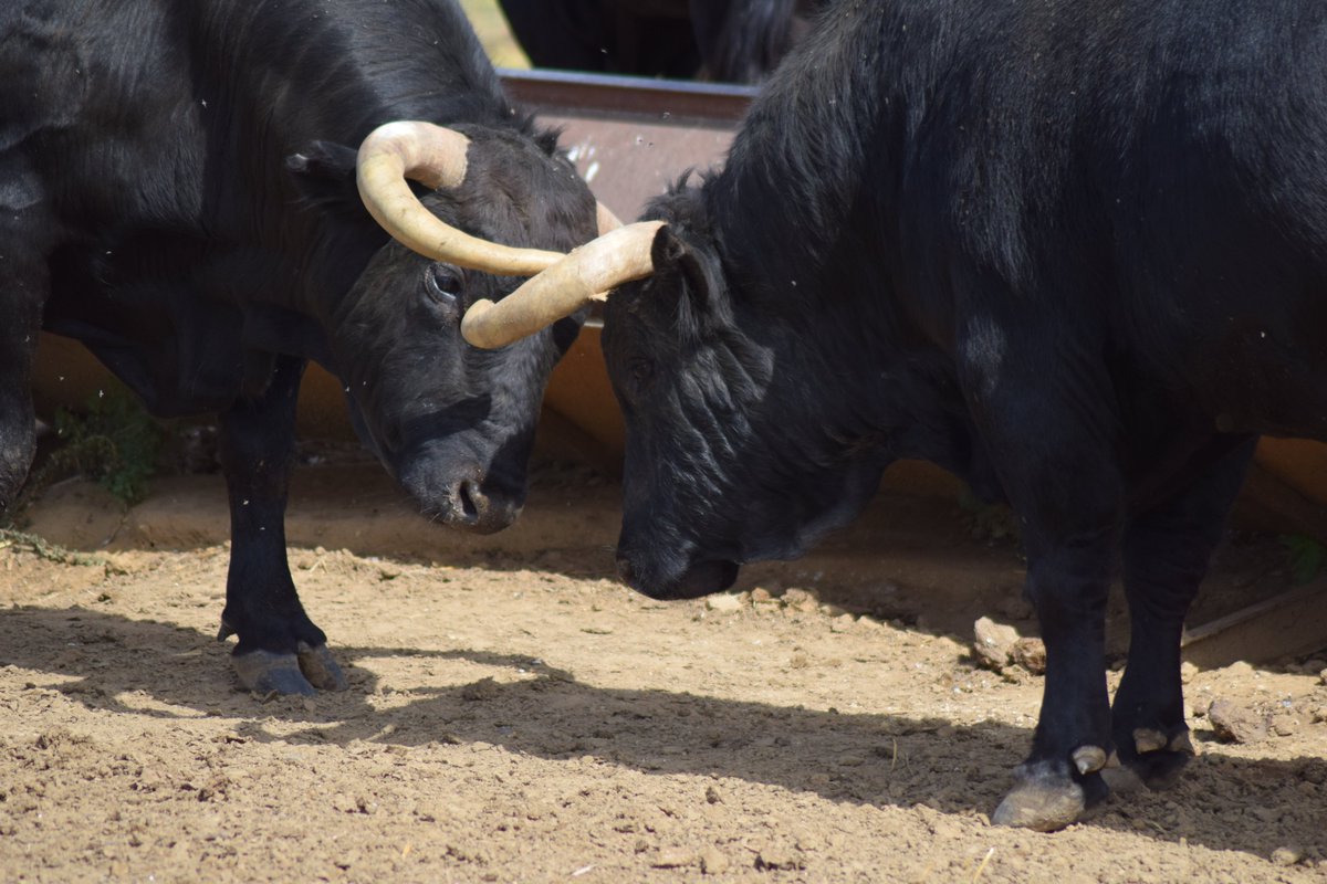 7 TOROS 7 tweet media