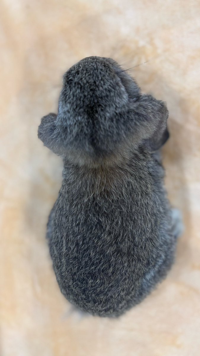 teruteru221001's tweet photo. 🌟フレンチロップ販売🌟

カラー:チェスナット
繁殖地:自家繁殖
性別:オス
生年月日:2026年3月3日
体重:約900g(5月8日時点)
母:チェスナット3.8kg
父:フロステッドパール3.1kg

甘えん坊な男の子です♪

https://t.co/rb0eXPcvoa

#フレンチロップ販売
#フレンチロップベビー
#愛知県 https://t.co/rVKC3yw6TW