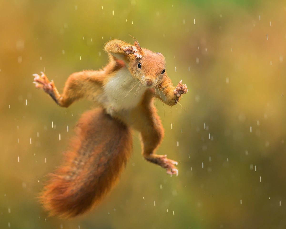 SquirrelAccord's tweet photo. We are jumping for joy as #DavidAttenborough celebrates his 100th #birthday today. Such an amazing life that continues to make a significant contribution to #conservation &amp; #wildlife across the world. He is a much-loved national treasure &amp; we wish him an absolutely wonderful day! https://t.co/inuU6ZiQzI