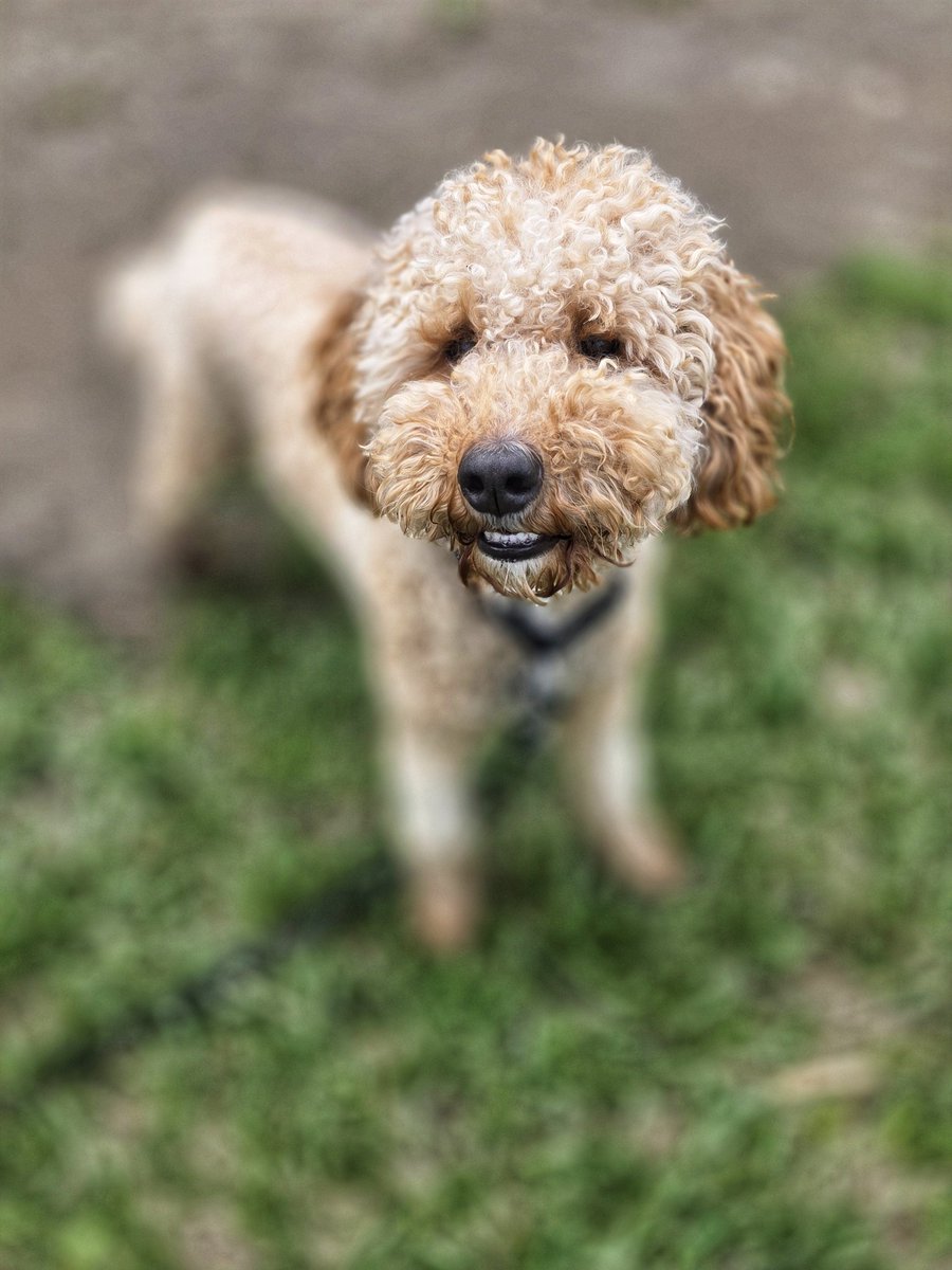 WalkinDogwalk's tweet photo. Carmy giving us a smile on this very happy #FriYay !
πππΎππΆπΈπ
#minigoldendoodle #smilingdogs #walkinthedog https://t.co/dGUr5qYmeI