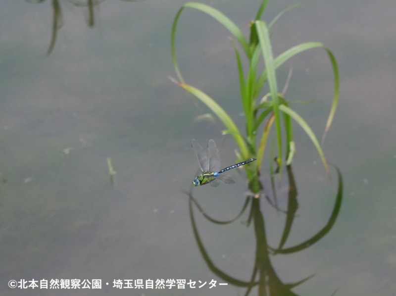 埼玉県自然学習センター【公式】 tweet media