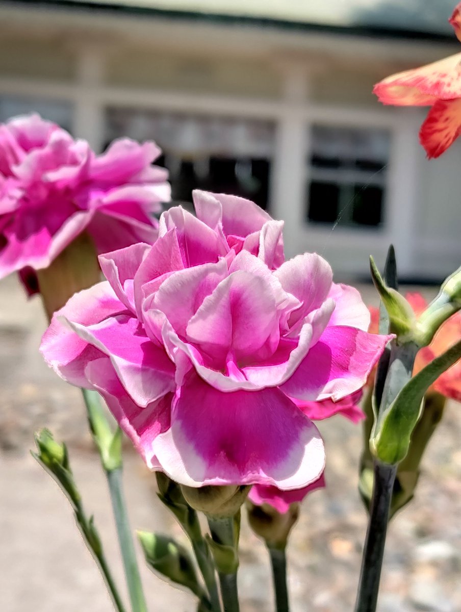 5/8 花金
今日のおはにゃ　　　　　 ⛩️ 南洲神社
Carnation　　　　　　カーネーション

　　　　　See you tomorrow 🐹💤  🌇