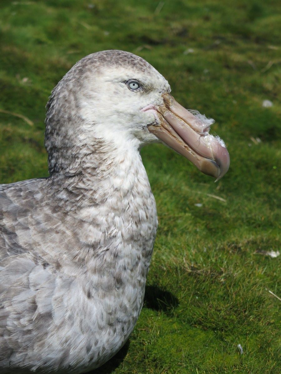 Functional Ecology tweet media