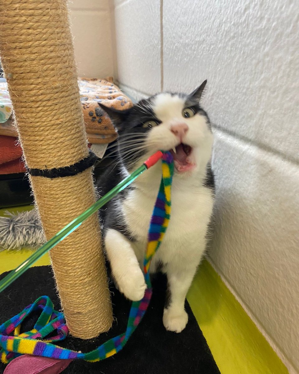 cotsdogscats's tweet photo. Playtime mode: activated 🐾🎉

Charles vs. rainbow ribbon… and Charles is determined to win 😼🌈

#cotsdogscats  #CatPlaytime #CatToys #PlayfulCats #CatLovers https://t.co/xMHrMreOMS