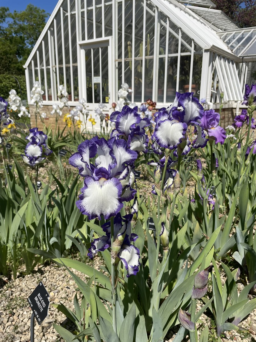 LeeValleyPark's tweet photo. Nothing beats the sights of Irises in the spring sunshine! Myddelton House Gardens has Dykes Collection of Irises putting on a fantastic display - plan a visit and see them on display  💜 #IrisDay https://t.co/mO4SLbD7BI https://t.co/7jiYtBz8uR