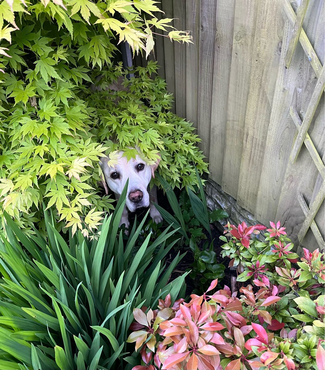 chorleyguidedog's tweet photo. #FridayFun. Murphy’s playing hide and seek!  Looking forward to the weekend!

#Chorley #GuideDogsUK #GuideDogs #GuideDogsForTheBlind https://t.co/TQHH2mnmgM