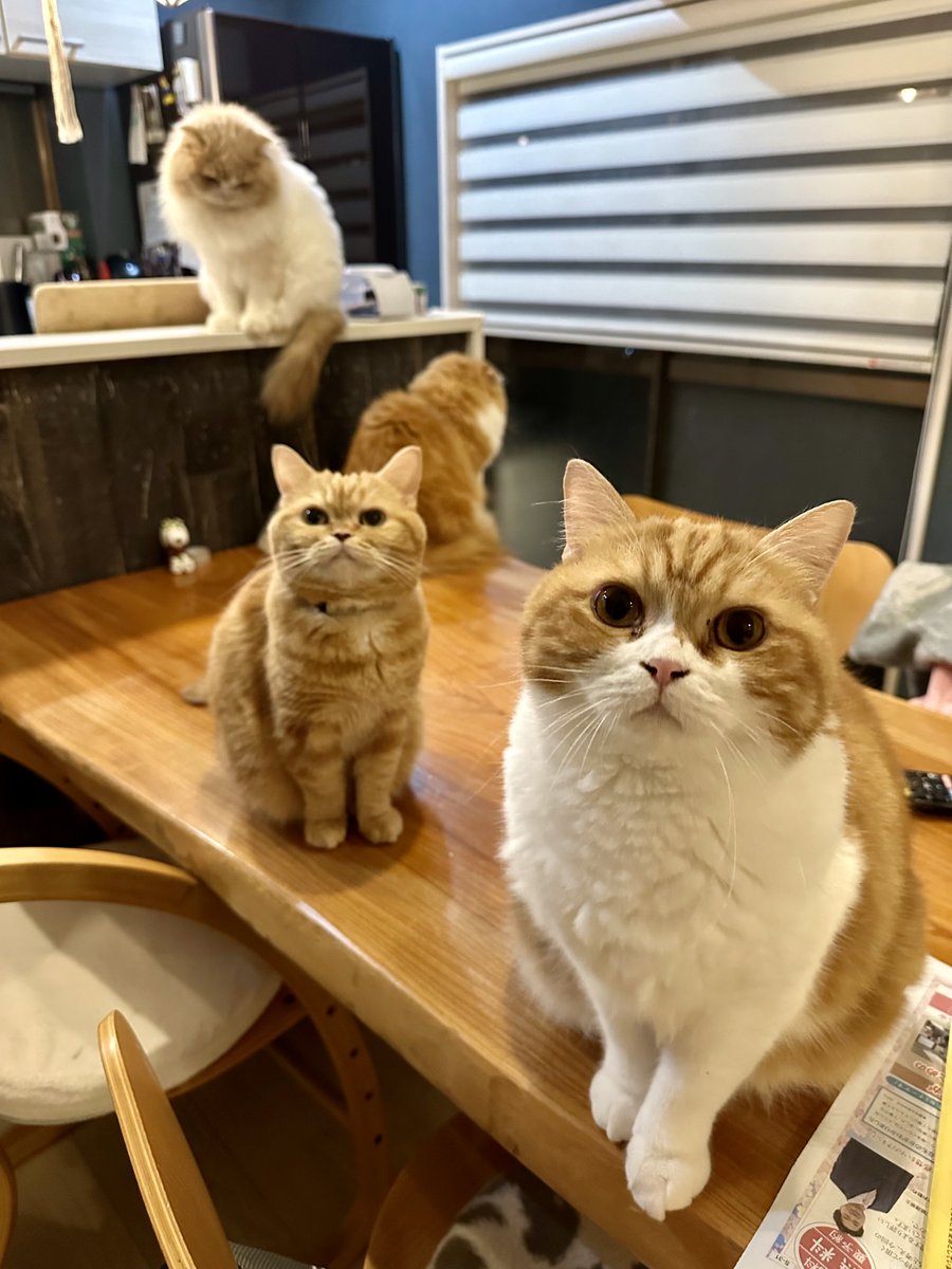 吉田屋本舗 (@n_yosida) / Posts / X