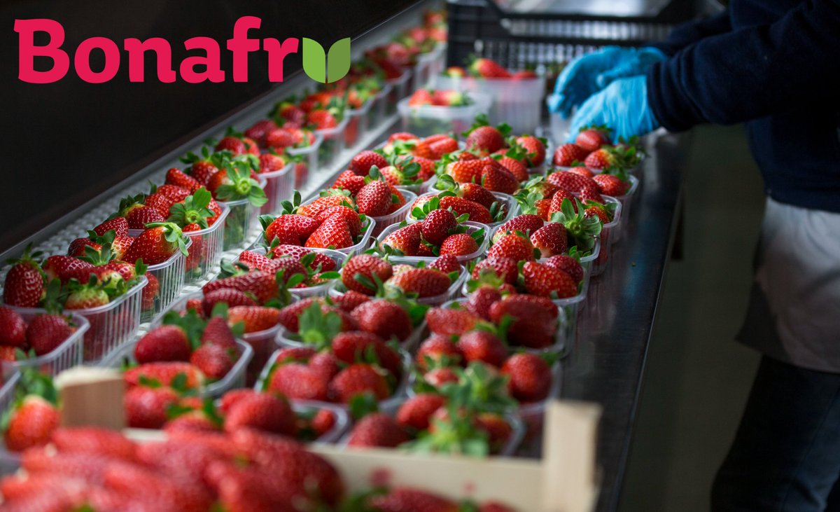 bonafru's tweet photo. Fresas Bonafrú 😍.

Irresistibles y saludables 🔝.

#BonafrúBonares #BerriesDeHuelva #LoMejorDelCampo https://t.co/URn3DZvd6T