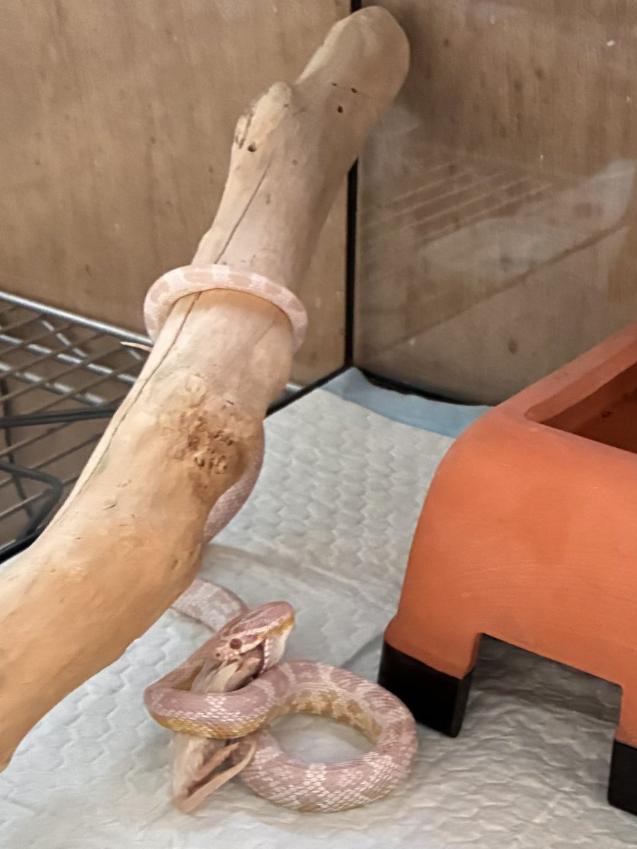 D6m22158's tweet photo. すーちゃん🐍
今日ももりもり🙌🏼
#コーンスネーク #蛇 #爬虫類 #ペット #爬虫類のいる生活 #可愛いペット #爬虫類好きと繋がりたい https://t.co/b7cc5XFGPS