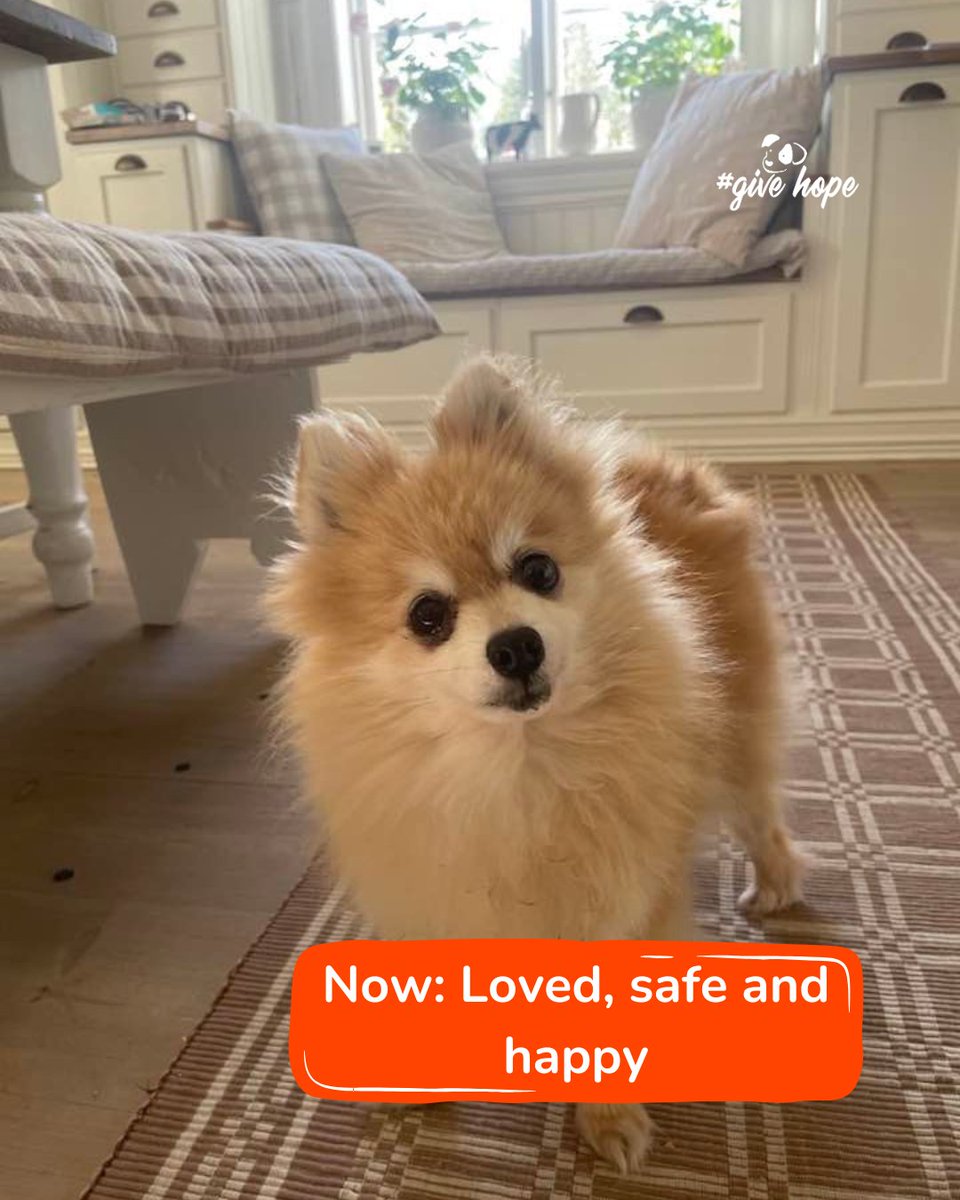 ROLDAOrg's tweet photo. Can you imagine spending your whole life confined to a kennel, never knowing a gentle touch, a soft bed, or what it feels like to truly be safe? 💔

That was Boo’s reality.

When Boo was rescued from a puppy mill in September 2025, he was frightened, exhausted, and unsure of the world around him. For years, his life had been limited to surviving inside a cage, without comfort, safety, or love.

Now look at him 🐾

Just a few months later, Boo is living in his forever home, tail wagging, safe, and finally experiencing the life every dog deserves. Cosy naps, cuddles, warmth, and people who love him are now part of his everyday world.

But for so many dogs trapped in puppy mills, Boo’s “before” is still their reality.

Your support is what makes transformations like this possible. Every donation helps us rescue dogs from neglect and exploitation, provide urgent veterinary care, and give them the second chance they have always deserved.

Help us continue giving dogs like Boo a second chance: https://t.co/2HltSsTcJW

#givehopewithROLDA #adoptdontshop #rescuedogs #animalrescue #endpuppymills