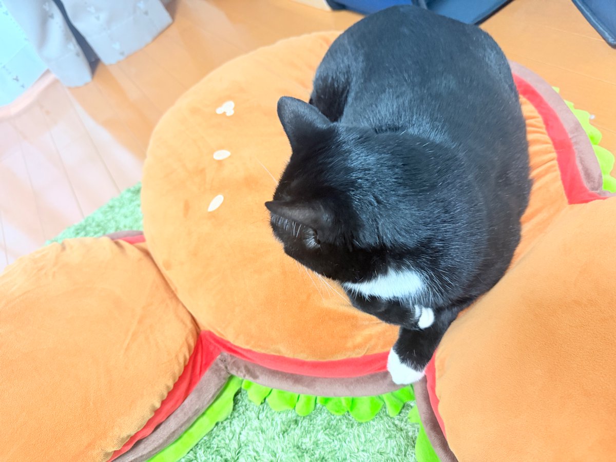 🐈‍⬛なと🐈‍⬛ tweet media