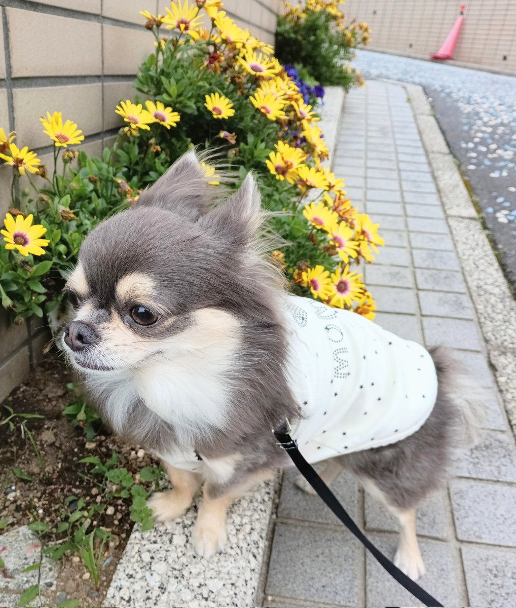 💠🌱お散歩🌱💠