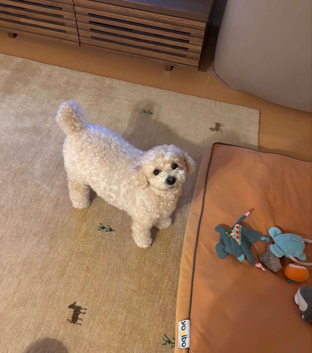テテの飼い主（テテ主） tweet media