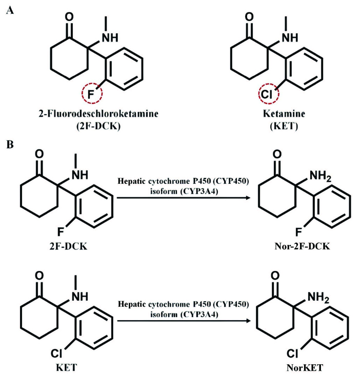 ForSciRes's tweet photo. FSR Vol 11, Issue 1 Research article  
Study on the pharmacokinetics of 2-fluorodeschloroketamine and its metabolite in rats
by Zhe Chen et al
 https://t.co/TfU5SxMEuG
#forensicscience #newpsychoactivesubstances #2-fluorodeschloroketamine #pharmacokinetics #administrationtime https://t.co/bCbgCT7fyf
