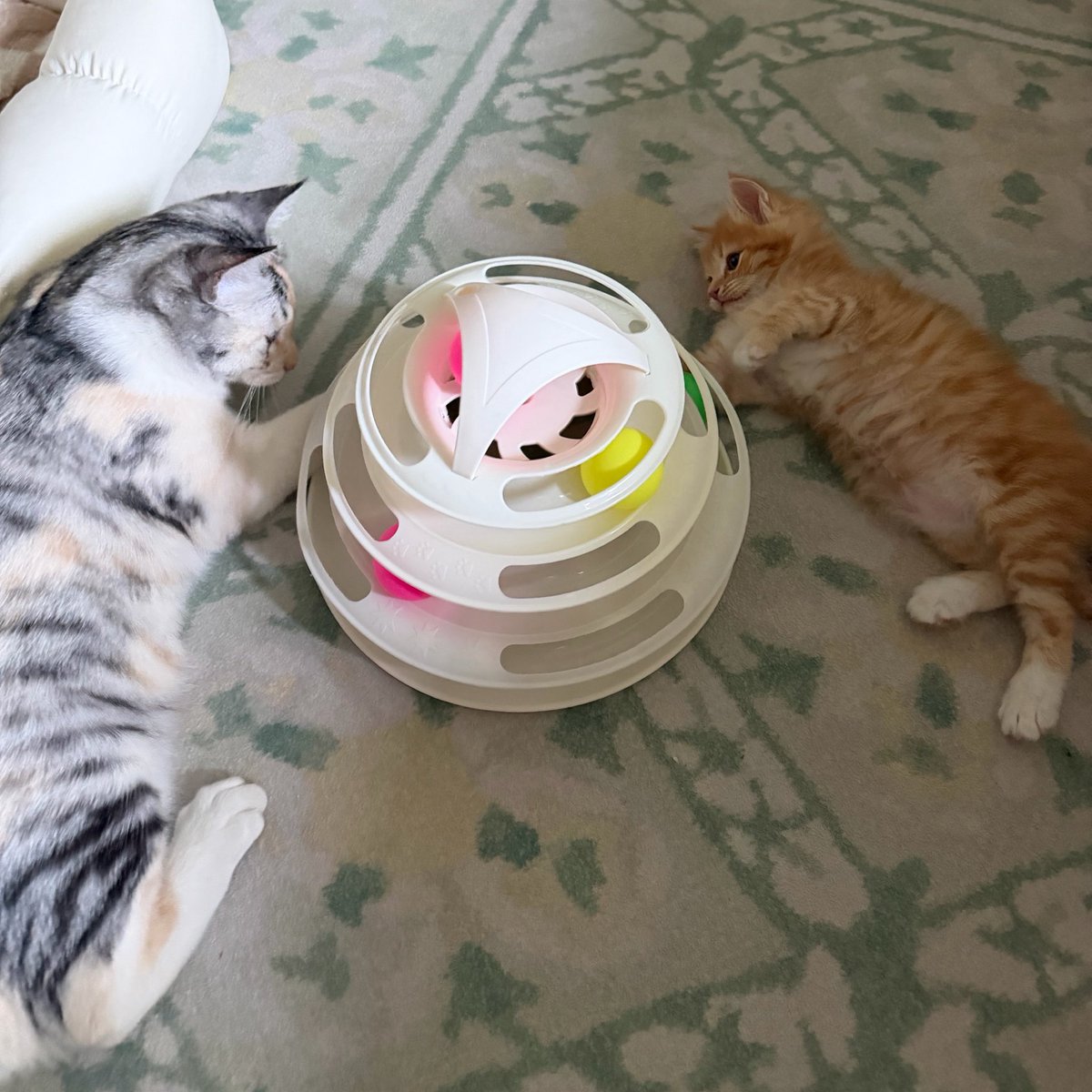 ang_cheese's tweet photo. 언니가 장난감 사용법 알려줌 https://t.co/tnFHKYRfGf