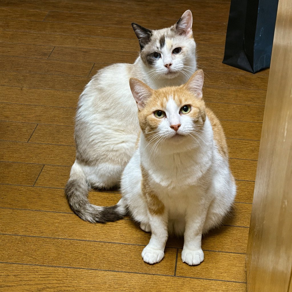 丸山晶代＠保護猫シェルター＆ごはんねこまる (@maruyamatenchou