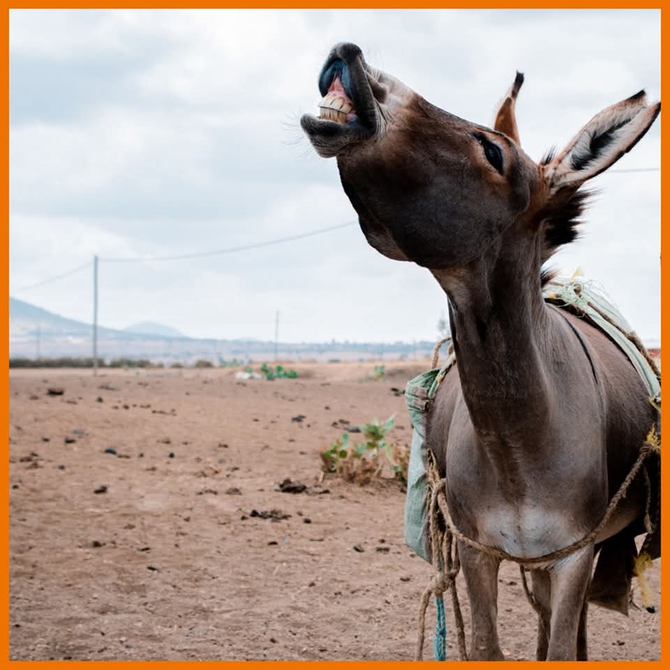 brooklyn36020's tweet photo. The trade begins with theft and ends with livelihood loss. Donkeys are better alive in communities, not dead in skin markets. #ProtectAfricanDonkeys #DonkeysBetterAlive
@farmingsystemsk 
@TheBrookeEA https://t.co/gjNBDxExP9