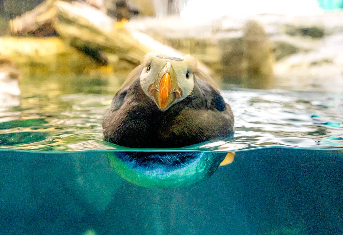 Osaka_Kaiyukan's tweet photo. 「アリューシャン列島」水槽のエトピリカの展示は今週末5/10(日)までとなります。

西日本では初展示で、最初はあまり知られていないかもしれない…と思っていましたが、たくさんの方にその魅力を知っていただき、あたたかく応援していただけたこと本当にうれしく思っています。

会いに来てくださったみなさま、見守ってくださったみなさま、ありがとうございました。

展示終了まであと少しですが、最後までよろしくお願いいたします！