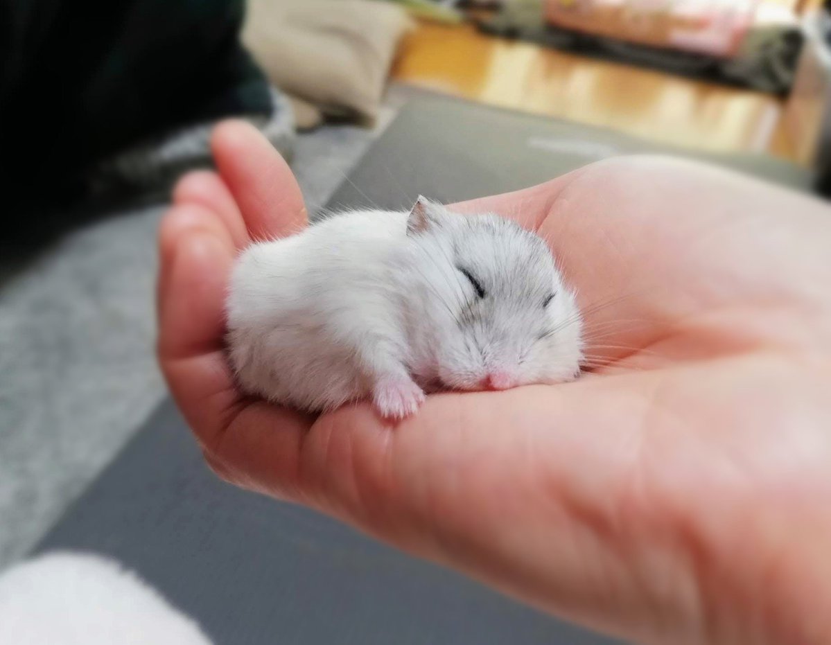 琴🐹🍀 tweet media