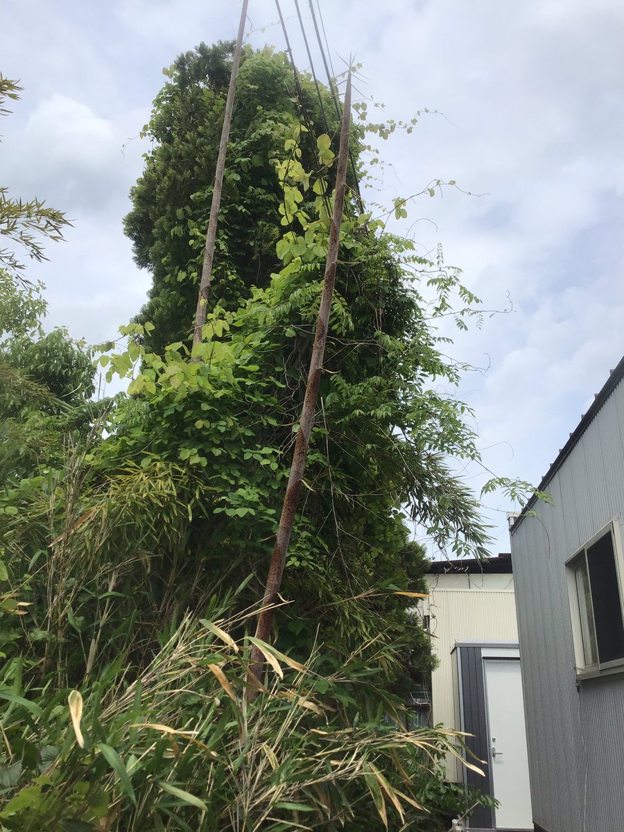 ASNOVA_Kyoto's tweet photo. おはようございます！
本日京田辺センターでは竹の赤ちゃん(？)が生えていました！
GW中に頑張って生えていたようで、1日追加で休み取って5連休にしちゃおうなど考えていた自分を恥じてしまいました。
今日も頑張ってお仕事しましょう！
　
#電線触らないでね https://t.co/IViwzMEHCq