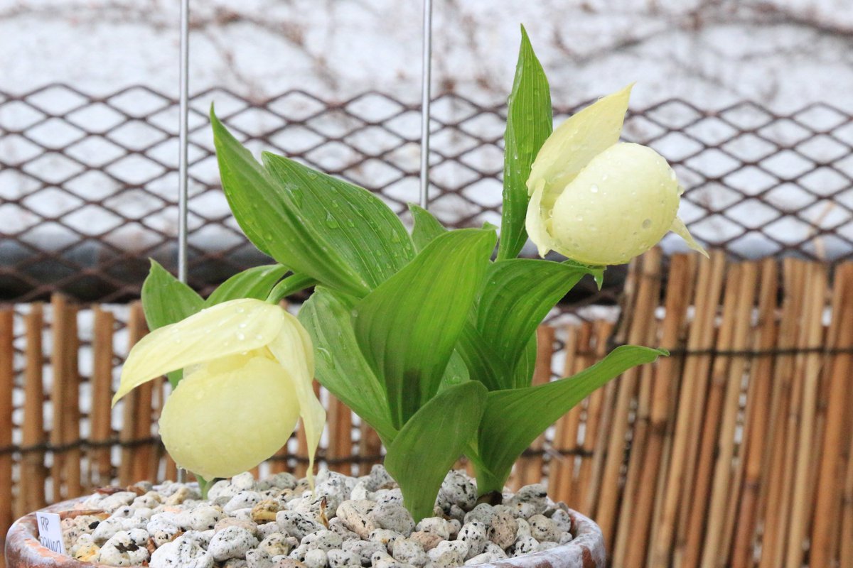 レブンアツモリソウ Cypripedium macranthos var. rebunense が見ごろ