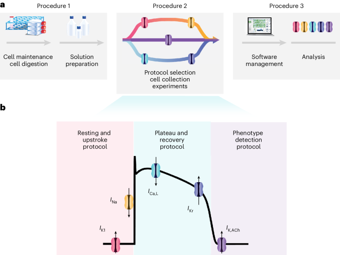 NatureProtocols's tweet photo. New Article! A modular method for high-throughput measurement of ion channel currents in cardiac myocytes https://t.co/aqJCc51k74 https://t.co/GPWuquboHE