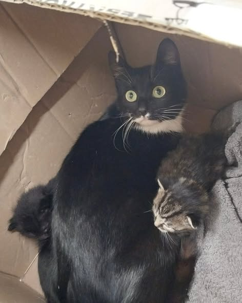 48720 Rosendahl
Katze mit Kitten im zugeklebten Karton ausgesetzt
SCHON WIEDER!!!! Bitte keine Kommentare über Tierarztkosten usw. Niemand mag das mehr hören. Es werden täglich Tiere ausgesetzt wie Müll und dafür gibt es einfach KEINE ENTSCHULDIGUNG PUNKT!
 Kopie Tierschutzverein