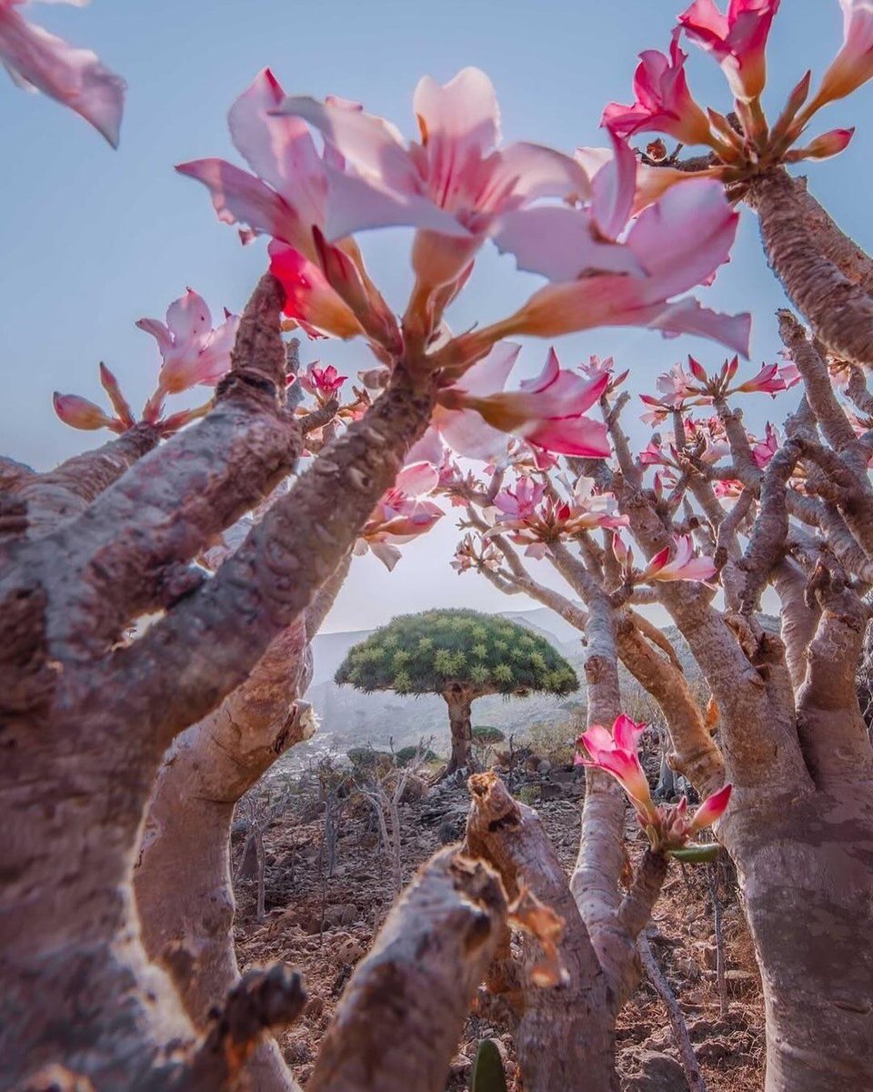 AMAZlNGNATURE's tweet photo. Socotra Island in Yemen looks like something straight out of another planet.

Famous for its surreal, alien-like landscape, the island is home to species found almost nowhere else on Earth, including 95% of its land snails, 90% of its reptiles, and over a third of its plant life https://t.co/zIYn1umvLC