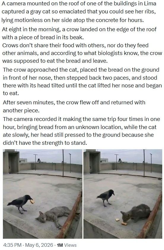 Una telecamera di sorveglianza installata sul tetto di uno degli edifici di Lima ha un giorno catturato l'immagine di un gatto grigio, magro come uno scheletro, che giaceva immobile sul cemento freddo per ore. E la mattina successiva, esattamente alle otto, un corvo si è posato