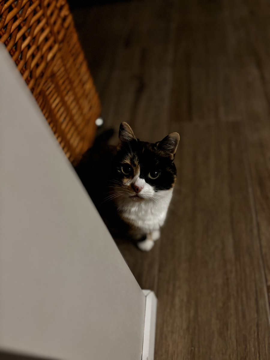 eli (et chipette) 😽🎀 tweet media