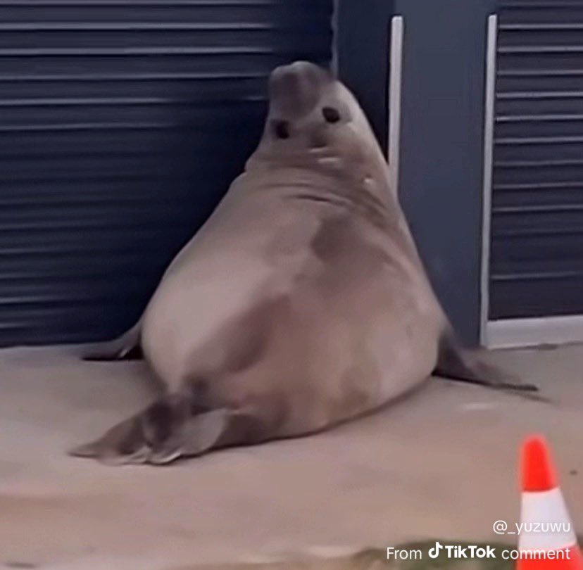UnknownTaber's tweet photo. @SkyAboveMe_Art Here’s a picture of a funny seal https://t.co/K3F9wI4hqD