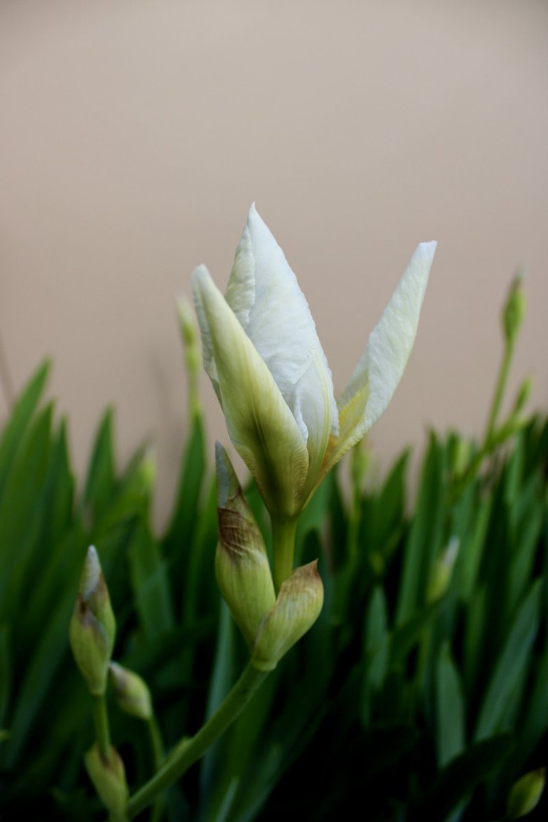 ErolPhotog15142's tweet photo. “White Iris”
#iris #whiteiris #flower #photo https://t.co/QF4xwIIQFh