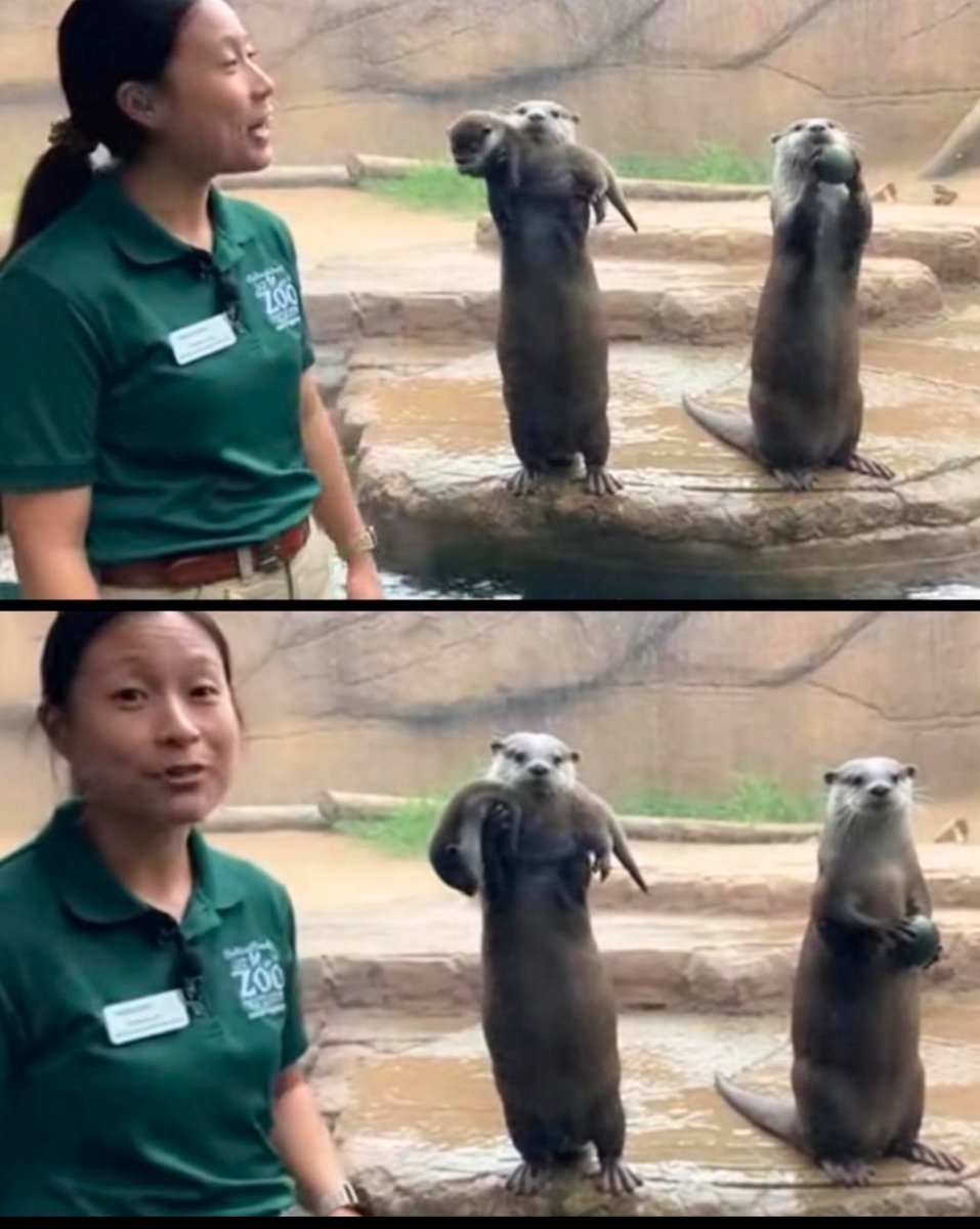 母親カワウソが誇らしげに我が子を自慢してる隣で、お気に入りの石を