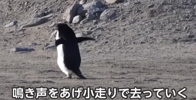 村長@ペンギン村☁️🐧 tweet media