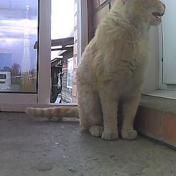 Кот пришел заявить ходатайство