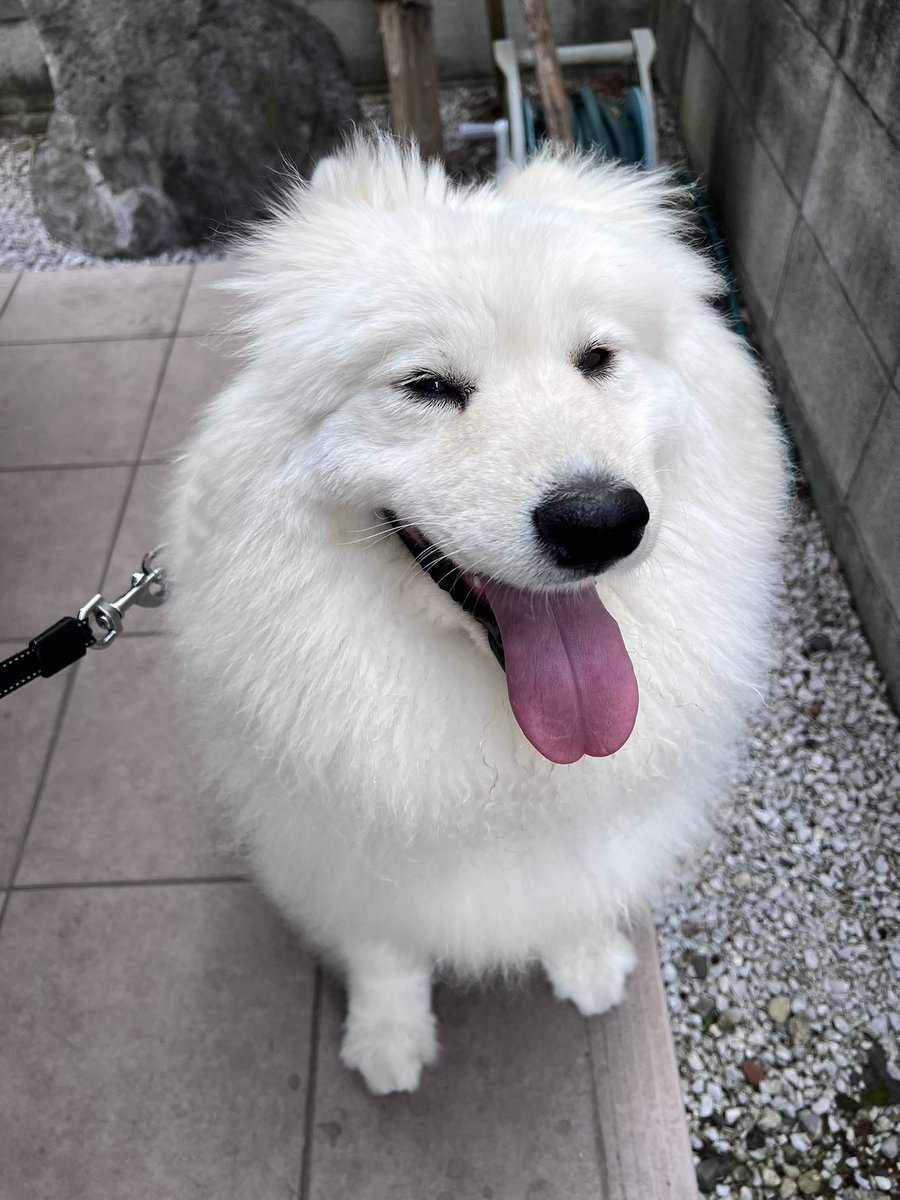 ENELE_Samoyed tweet media