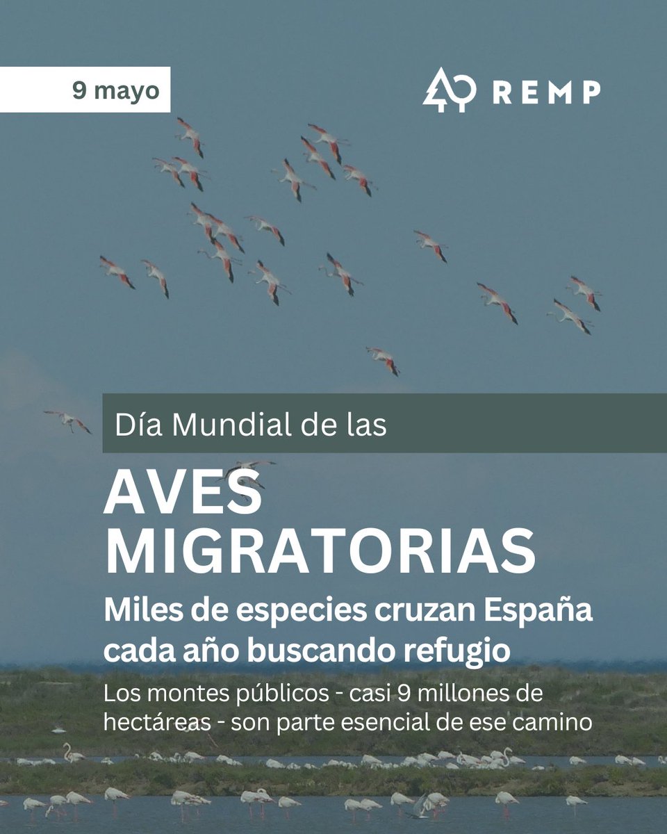 Red Estatal de Montes Públicos (REMP) tweet media