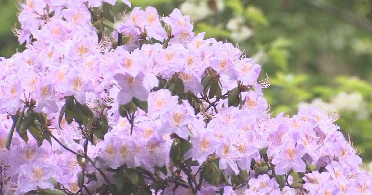 Spend Mother's Day among the flowers at the Rhododendron Species Botanical  Garden https://t.co/lHs7p7dDzn