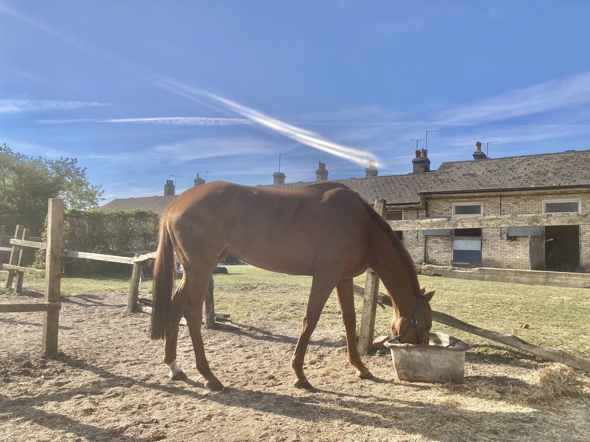 JohnWathenBerry's tweet photo. Massive improvement in Newmarket this morning. We have a warm, sunny day. Idyllic. 6 degrees early on; 14 midmorning; forecast high 18 #Clasina #FlyingStar #CloudyRose #SanoCity #Dereham https://t.co/TarrhtC9Z7