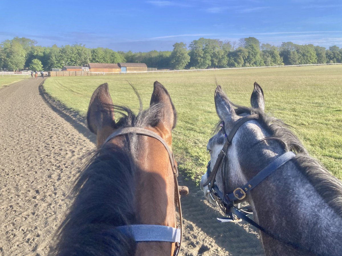 JohnWathenBerry's tweet photo. Massive improvement in Newmarket this morning. We have a warm, sunny day. Idyllic. 6 degrees early on; 14 midmorning; forecast high 18 #Clasina #FlyingStar #CloudyRose #SanoCity #Dereham https://t.co/TarrhtC9Z7