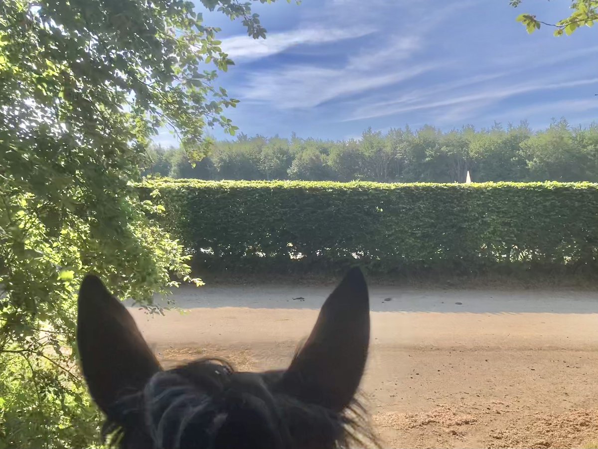 JohnWathenBerry's tweet photo. Massive improvement in Newmarket this morning. We have a warm, sunny day. Idyllic. 6 degrees early on; 14 midmorning; forecast high 18 #Clasina #FlyingStar #CloudyRose #SanoCity #Dereham https://t.co/TarrhtC9Z7