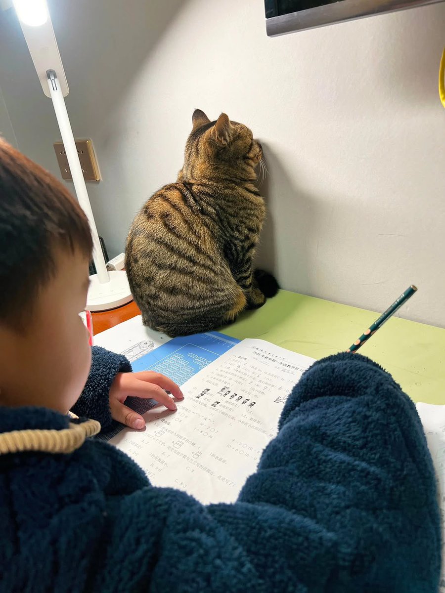 癒しの動物 tweet media