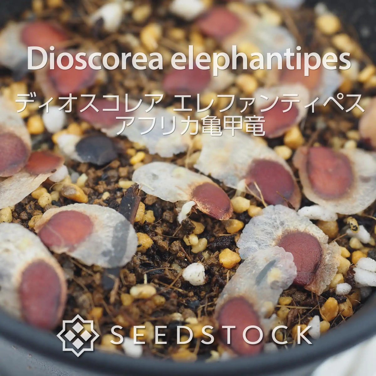 SEEDSTOCK (@seedstock_jp) / Posts / X