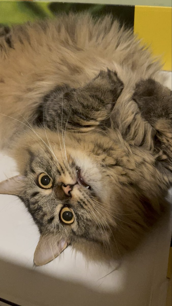 nyaonoro's tweet photo. さあ、撫でろ
たくさん撫でてくれていいぞ

猫の誘惑には勝てない
むしろ抗わない

 #猫のいる暮らし
 #猫はわかっている https://t.co/nTeEmJsYXA