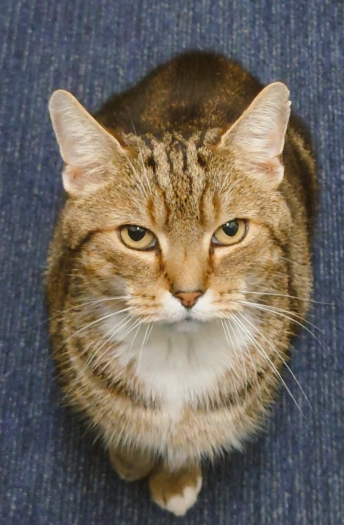 Longarmofthepaw's tweet photo. Good morning furfriends and pawpals, we've had a shout out on our local radio station @radioexe from DJ Matt Rogers about my exploits as Devon and Cornwall Police HQ cat 😻😽
Great mews
#Catlovers
💙❤️💚 https://t.co/XebUJdqoDt