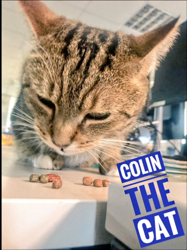 Longarmofthepaw's tweet photo. Good morning furfriends and pawpals, we've had a shout out on our local radio station @radioexe from DJ Matt Rogers about my exploits as Devon and Cornwall Police HQ cat 😻😽
Great mews
#Catlovers
💙❤️💚 https://t.co/XebUJdqoDt