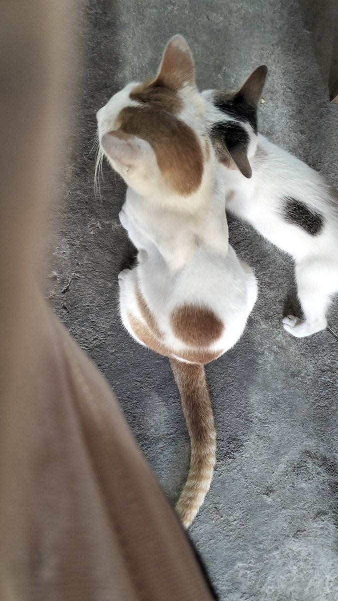 Pus