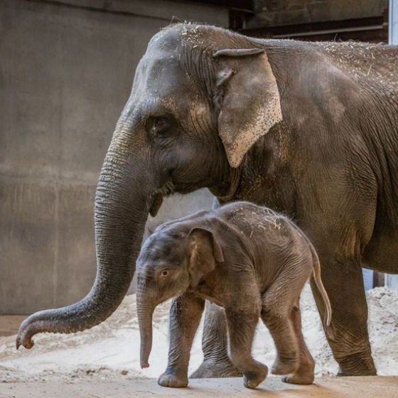 earthcurated's tweet photo. Rejected by her mother a baby elephant found an unexpected guardian an older female who has never had calves of her own.

Now the two are inseparable, with the orphan rarely leaving her side as a rare bond forms. https://t.co/f9BdydV4pn